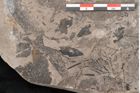 Foto (Detailansicht) von Cassia pseudophaseolites Ettingshausen (NHMW-GEO-2024-0188-10131b)